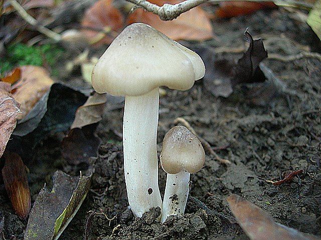 Hygrocybe  fornicata  (Fr.)   Singer